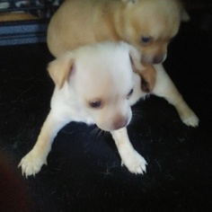 Jack Chi Puppy for sale in SHERMAN, TX, USA