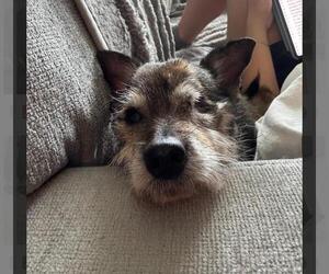 Jenkins - Male Miniature Schnauzer-Unknown Mix Dog for Adoption - Photo #3