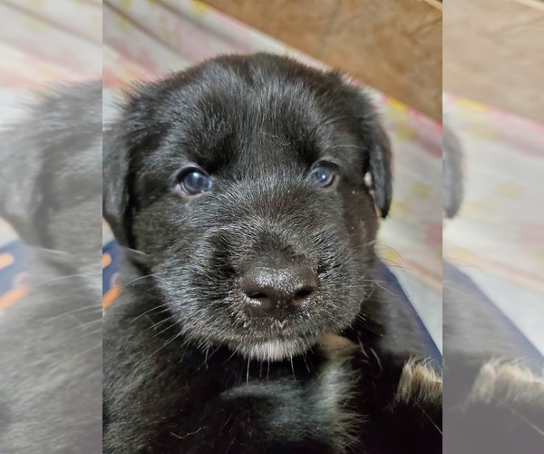 Medium Photo #28 Goberian Puppy For Sale in BEAVER DAM, WI, USA