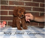 Small #2 Cavapoo (Miniature)