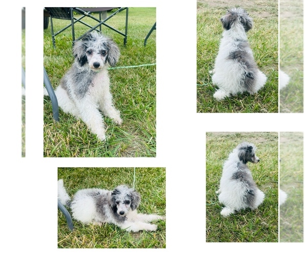 Medium Photo #1 Poodle (Miniature) Puppy For Sale in DUBUQUE, IA, USA