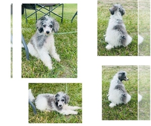 Poodle (Miniature) Puppy for sale in DUBUQUE, IA, USA