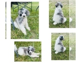 Small Poodle (Miniature)