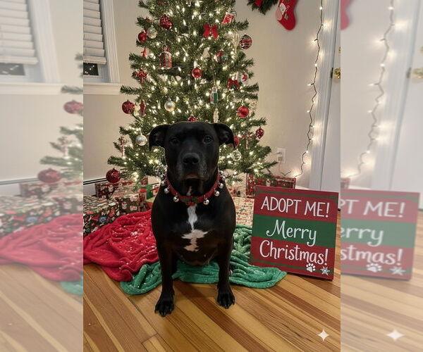Medium Photo #1 American Pit Bull Terrier-American Staffordshire Terrier Mix Puppy For Sale in Caldwell, NJ, USA