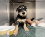 Small Mutt
