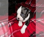 Small Photo #3 Boston Terrier Puppy For Sale in SUMMERVILLE, SC, USA