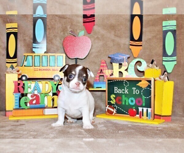 Medium Photo #76 Chihuahua Puppy For Sale in CHARLESTON, AR, USA