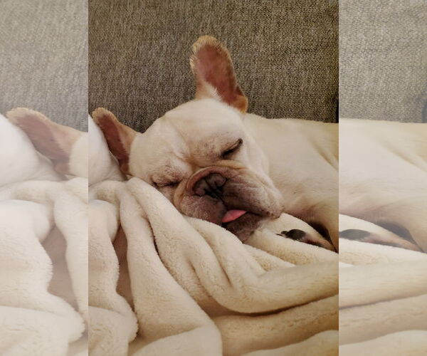 Medium Photo #16 French Bulldog Puppy For Sale in St. Louis Park, MN, USA