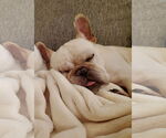 Small #15 French Bulldog