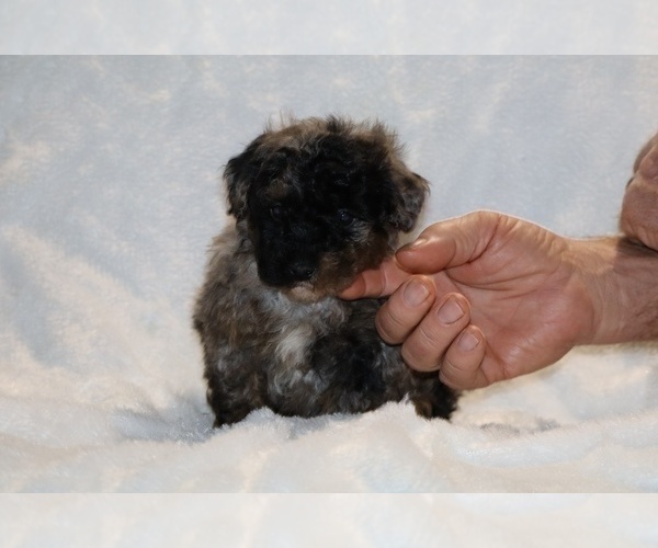 Medium Photo #4 ShihPoo Puppy For Sale in DYERSBURG, TN, USA