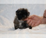 Small #3 ShihPoo