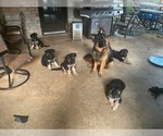 Small Photo #12 German Shepherd Dog Puppy For Sale in CYPRESS, TX, USA
