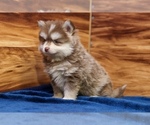 Small #5 Pomsky