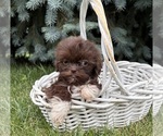 Small #3 Shih Tzu