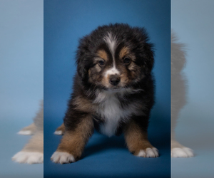 Medium Miniature American Shepherd