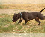 Small #1 American Pit Bull Terrier