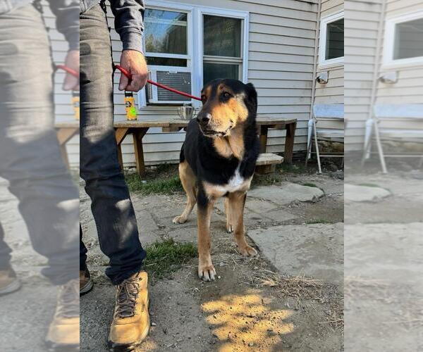 Medium Photo #2 Mutt Puppy For Sale in Brewster, NY, USA