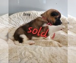 Small Photo #4 Akita Puppy For Sale in FRESNO, OH, USA