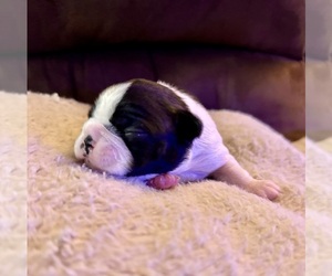 Boston Terrier Puppy for sale in WASHBURN, MO, USA