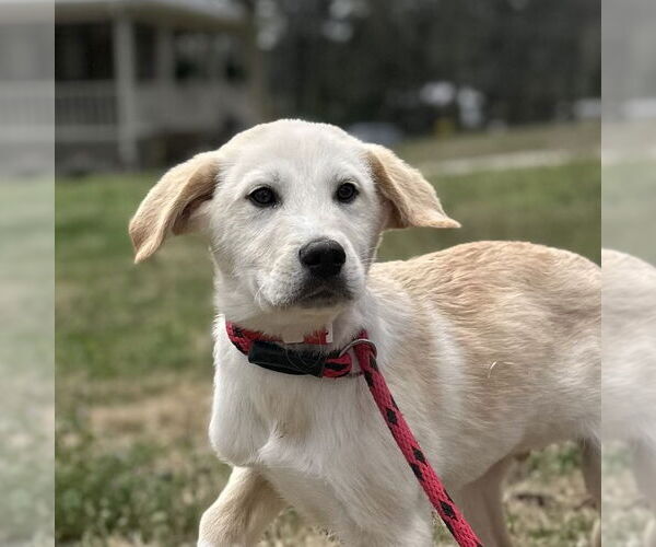 Medium Photo #1 Great Pyrenees-Unknown Mix Puppy For Sale in Yardley, PA, USA