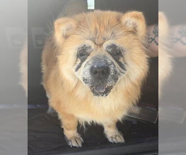 Medium Photo #1 Chow Chow Puppy For Sale in San Antonio, TX, USA