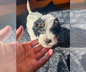 Medium Cavapoo (Miniature)