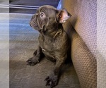 Small Photo #2 French Bulldog Puppy For Sale in WALDORF, MD, USA