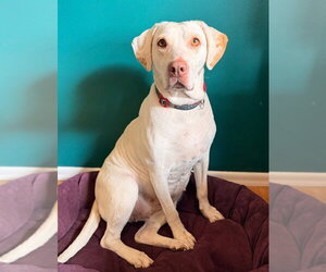 Mutt Dogs for adoption in Bellingham, WA, USA