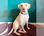 Daisy Jane - Female Mutt Dog for Adoption - Small photo