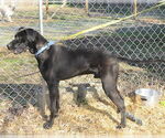 Small #2 Great Dane Mix