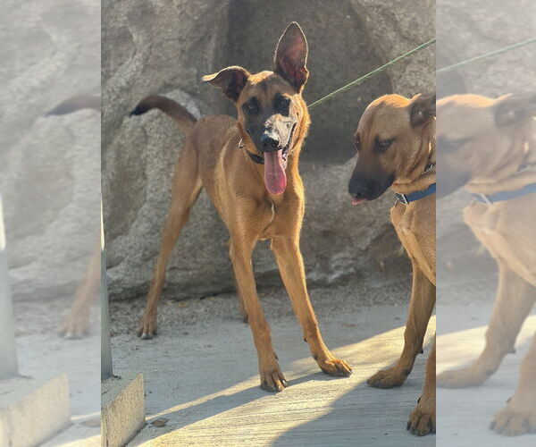 Medium Photo #14 Mutt Puppy For Sale in Dana Point, CA, USA