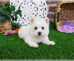 Small #2 West Highland White Terrier