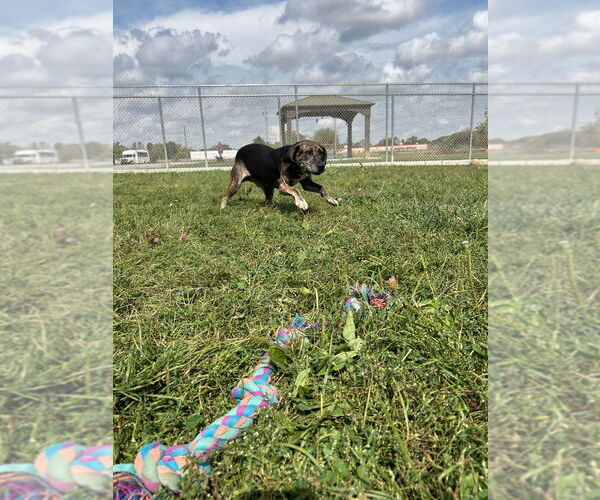 Medium Photo #3 Mountain Cur-Unknown Mix Puppy For Sale in Pierceton , IN, USA