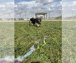 Small #2 Mountain Cur Mix
