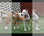Small #25 American Bulldog Mix