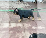 Small Photo #8 American Bully Puppy For Sale in VALLEJO, CA, USA