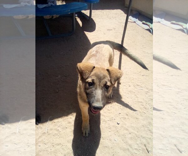 Medium Photo #17 German Shepherd Dog-Unknown Mix Puppy For Sale in Apple Valley, CA, USA