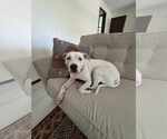 Small #3 American Staffordshire Terrier Mix