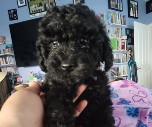 Cavalier King Charles Spaniel-Poodle (Toy) Mix Puppy for sale in FLEMING ISLAND, FL, USA