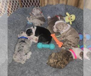 Olde English Bulldogge Puppy for Sale in HAMLER, Ohio USA