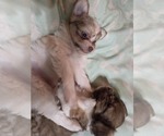 Small #3 Maltipom-Pomeranian Mix