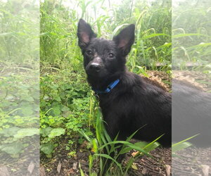 Chihuahua-Unknown Mix Dogs for adoption in Germantown, OH, USA
