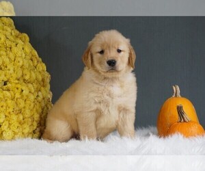 Golden Retriever Puppy for sale in FREDERICKSBURG, OH, USA