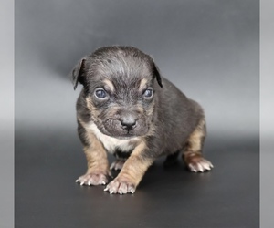 American Bully Puppy for sale in CHAMPAIGN, IL, USA