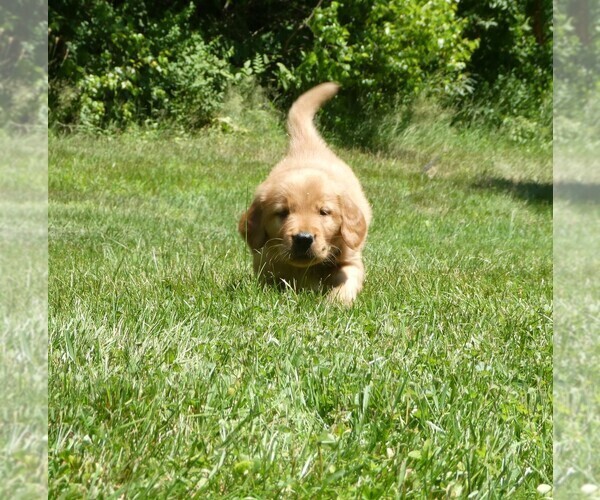 Medium Photo #4 Golden Retriever Puppy For Sale in WOLCOTT, VT, USA
