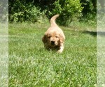 Small #3 Golden Retriever