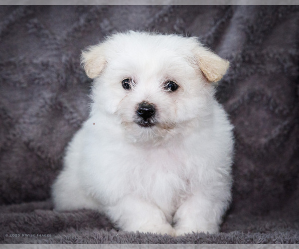 Medium Photo #12 Bichon Frise Puppy For Sale in WAKARUSA, IN, USA