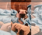 Small #2 Pug