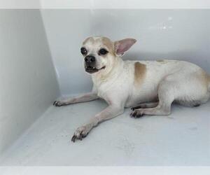 Chihuahua Dogs for adoption in Houston, TX, USA