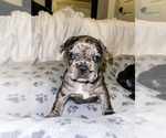 Small Photo #21 French Bulldog Puppy For Sale in GIG HARBOR, WA, USA
